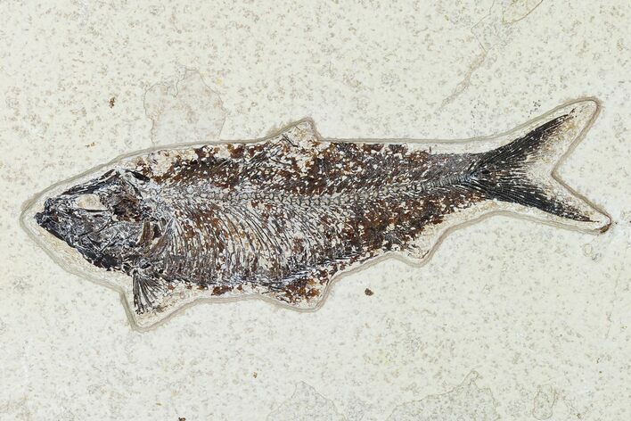 Large, Fossil Fish (Knightia) - Wyoming #155522
